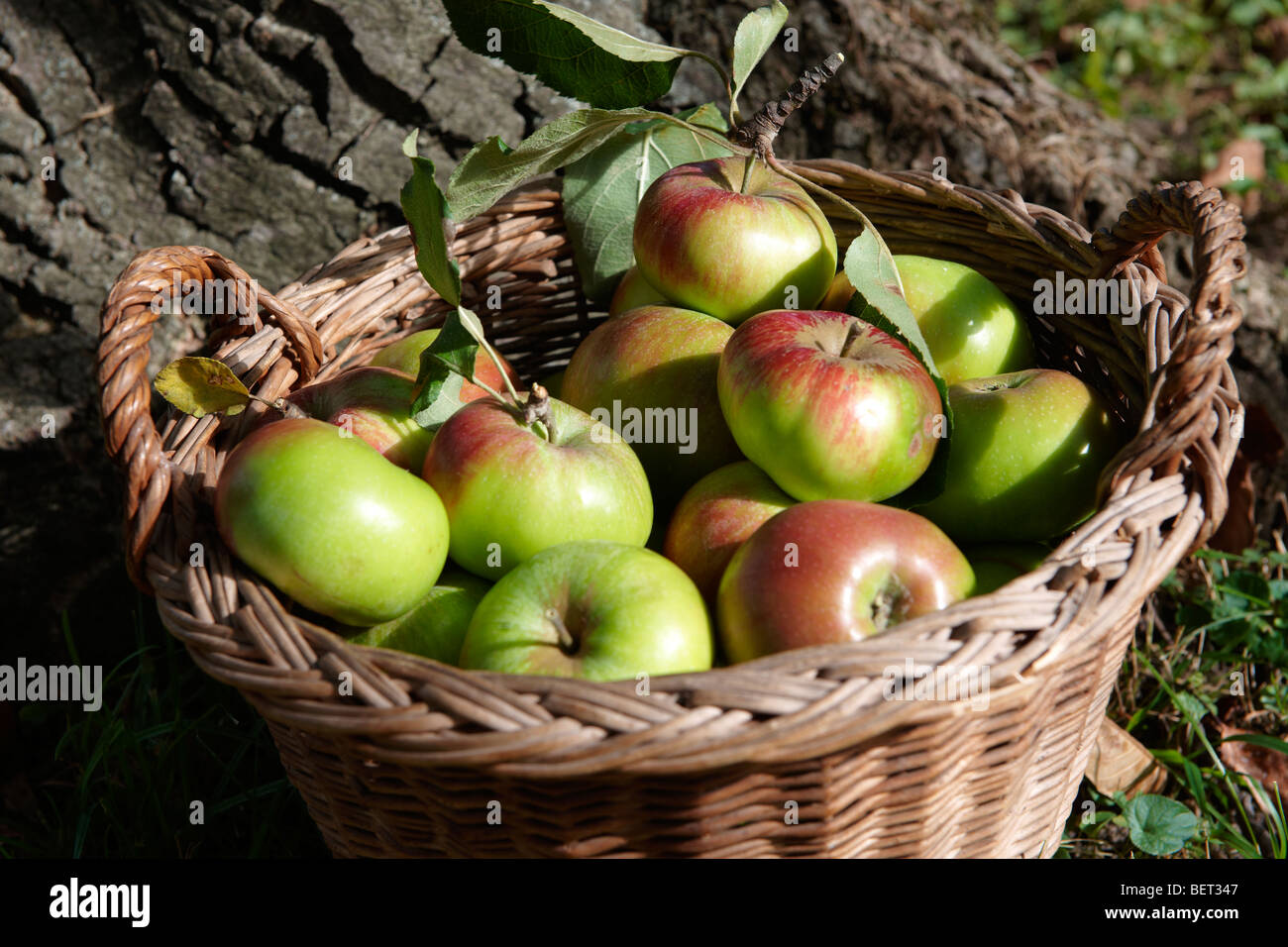 Fresh organic apples harvested in a basket in an apple orchard Stock Photo