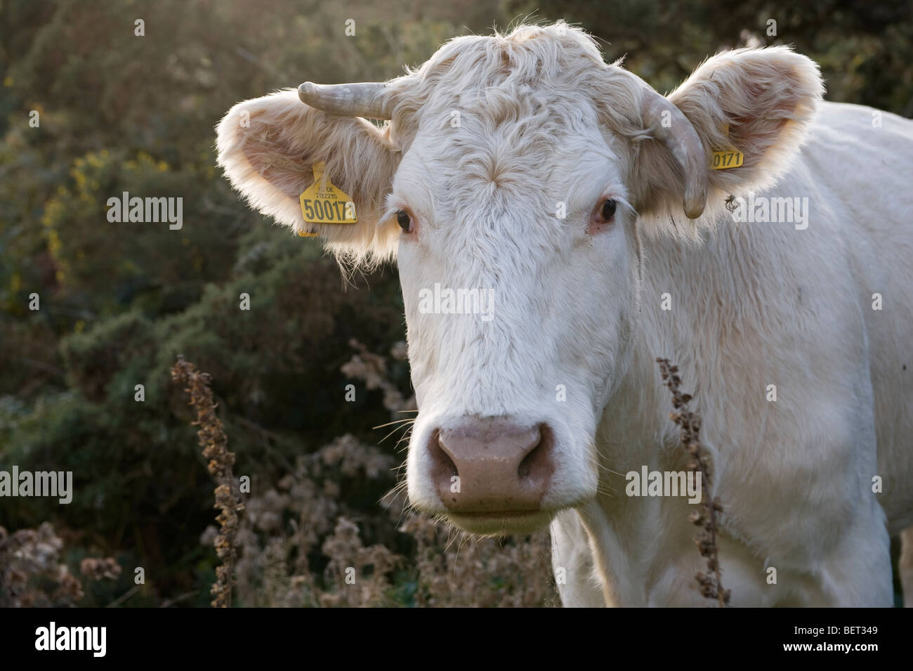British cows on a Welsh farm showing herd tags. Stock Photo