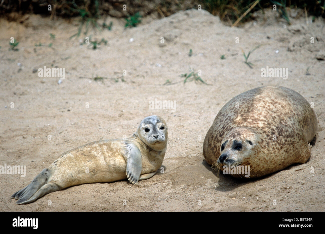 Female harbour seal / common seal (Phoca vitulina) with pup on the beach Stock Photo