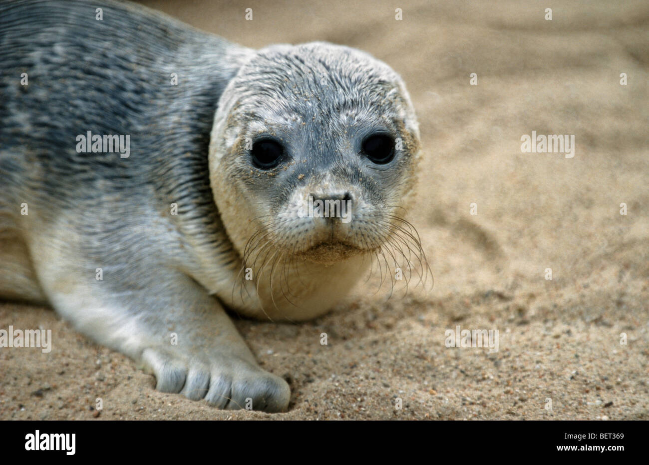 Young harbour seal / common seal (Phoca vitulina) on the beach Stock Photo