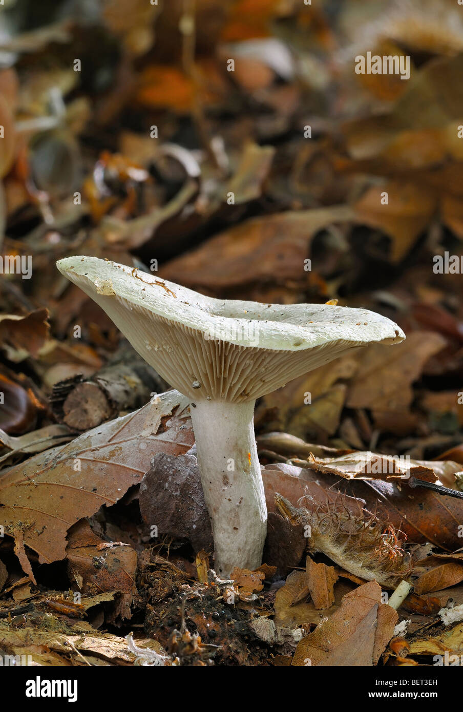 Slimy or Toad Milk-cap Fungi - Lactarius blennius Stock Photo