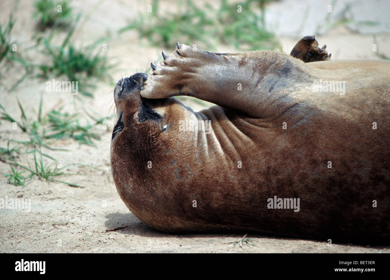 Close-up of Common seal / Harbour seal (Phoca vitulina) on beach scratching head with front flipper Stock Photo