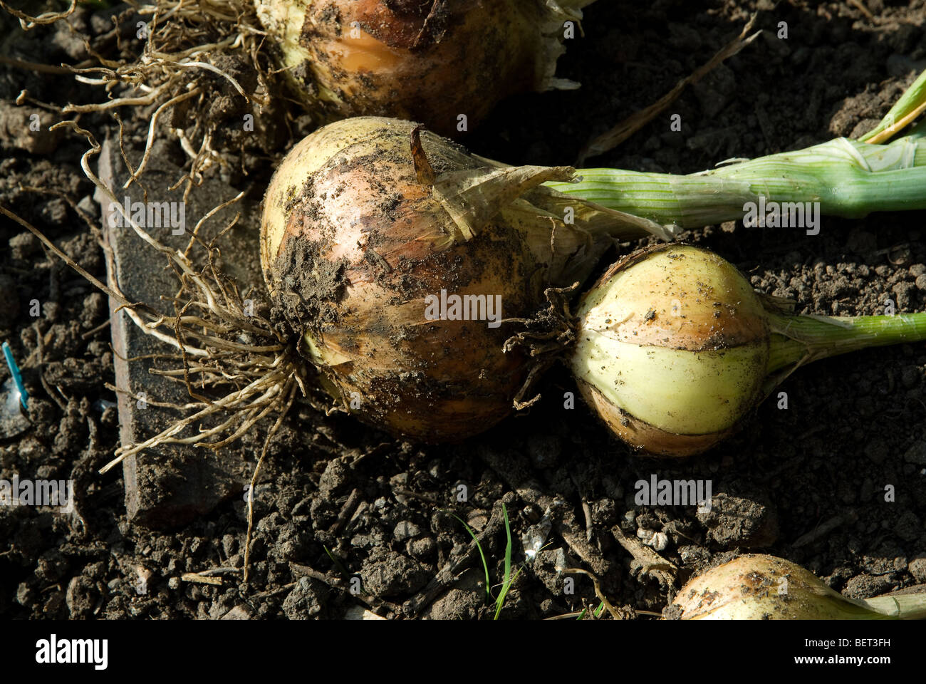 Onion drying sun hires stock photography and images Alamy
