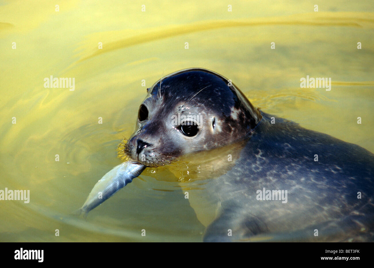 Harbor seal / Common seal (Phoca vitulina) juvenile eating fish, Harbor Seal station Friedrichskoog, Germany Stock Photo