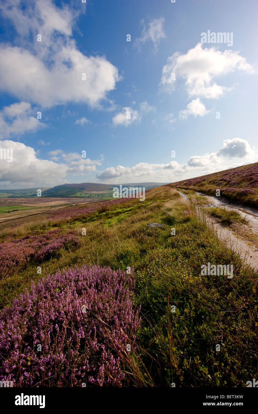 Heather moorland in the Yorkshire Dales. Barden Moor, Skipton, North Yorkshire Stock Photo