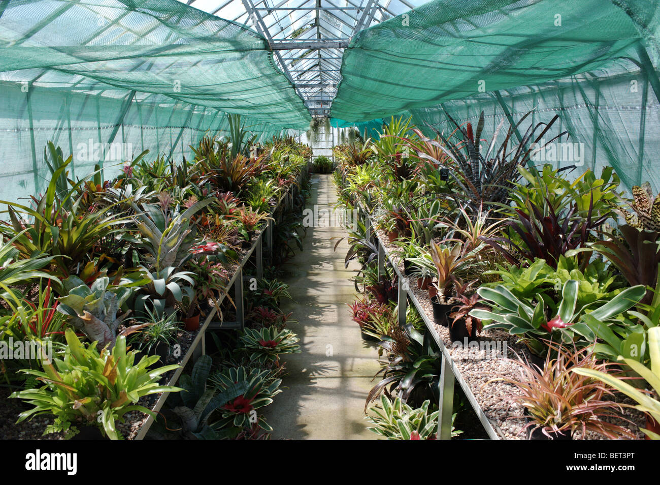 Liverpool's botanical collection housed in greenhouses at Croxteth Hall