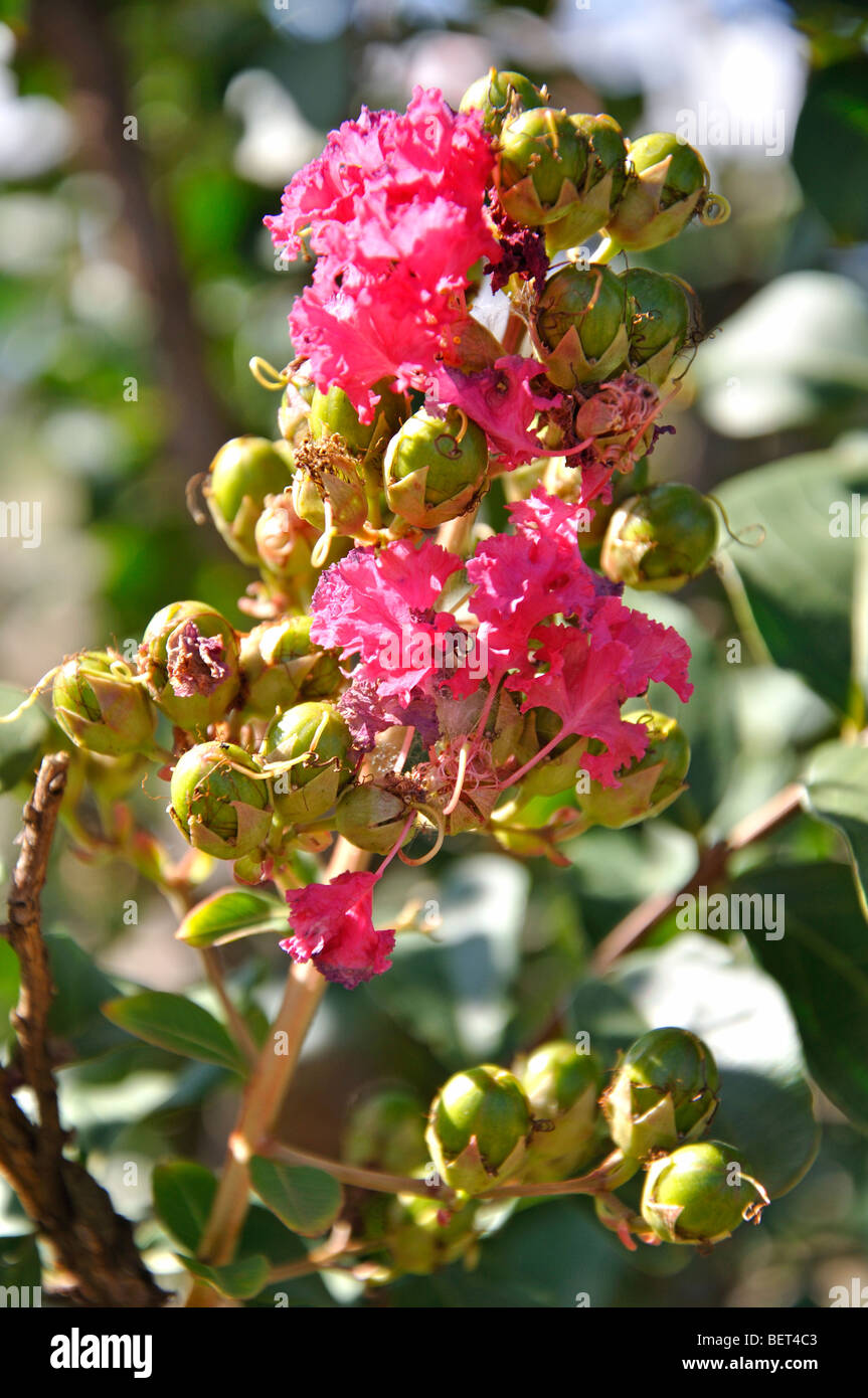 Pink seed pods hires stock photography and images Alamy