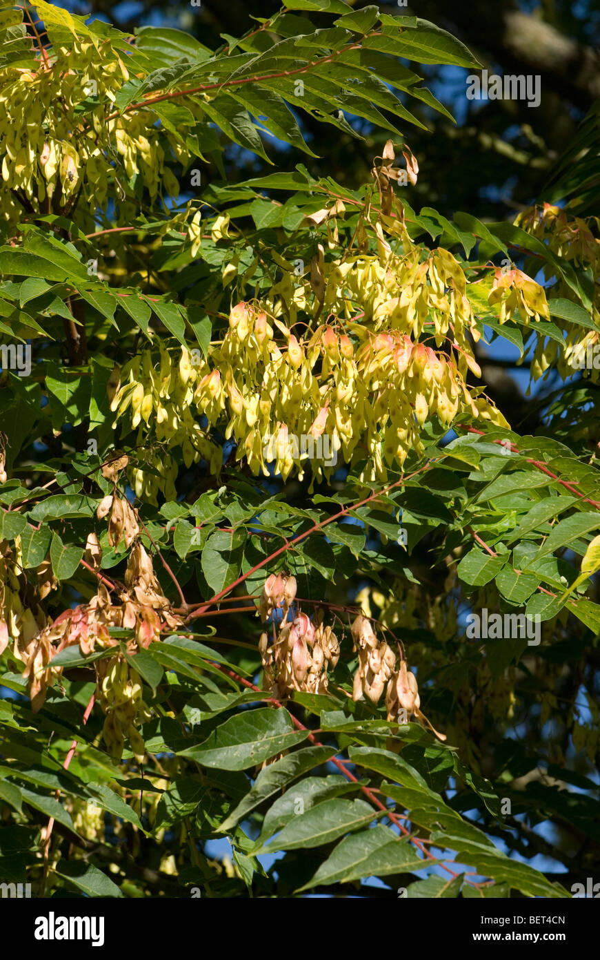 Ailanthus altissima Stock Photo