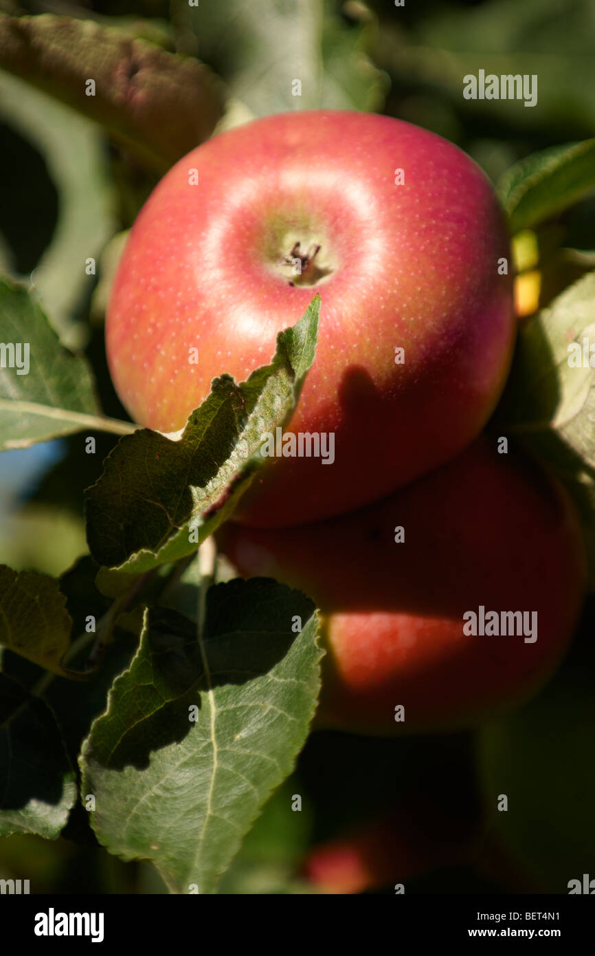 Fresh organic red apples on an apple tree Stock Photo