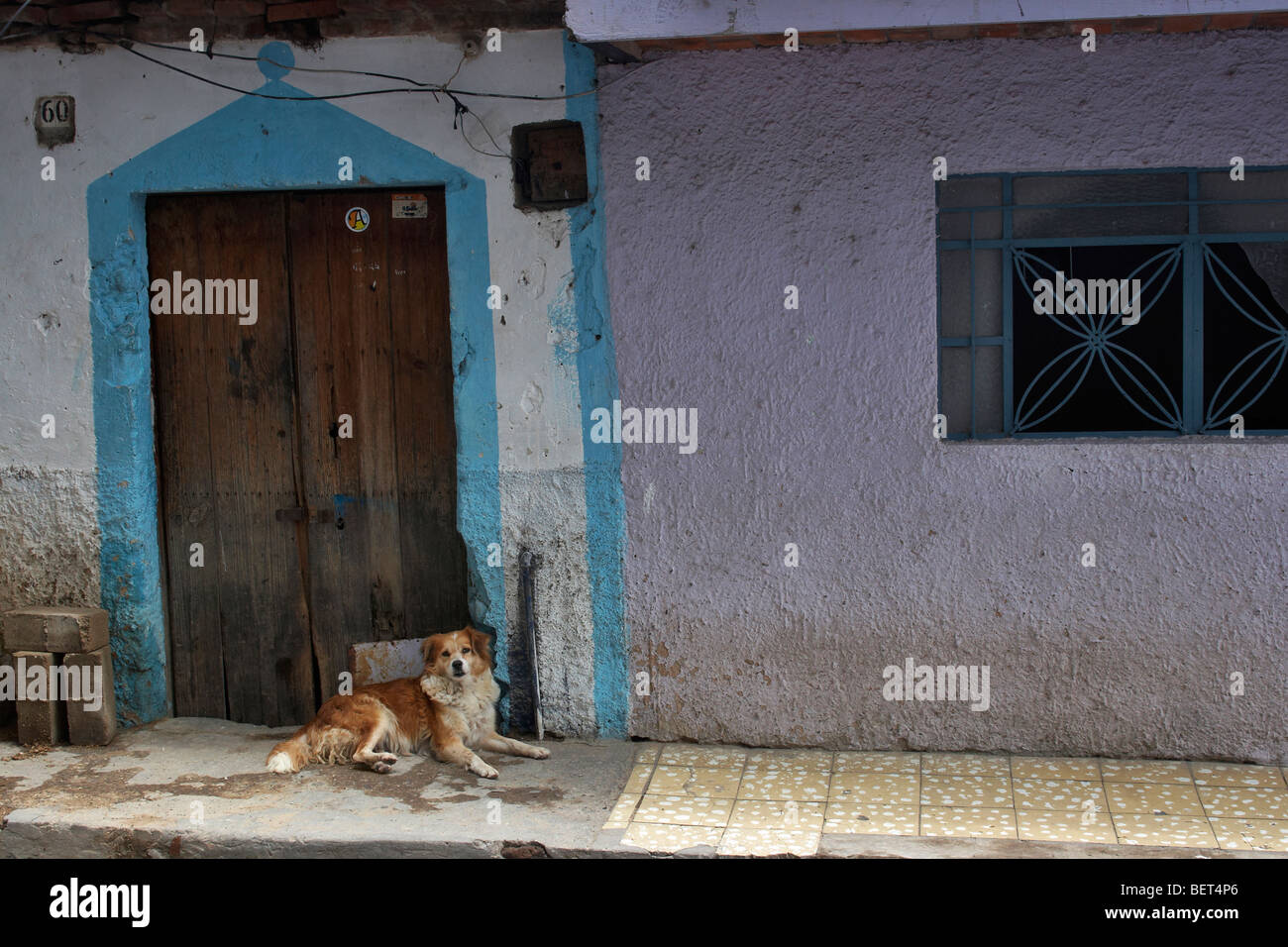 A pet dog rests at the door of a blue and purple residence in Ajijic, Mexico. Stock Photo