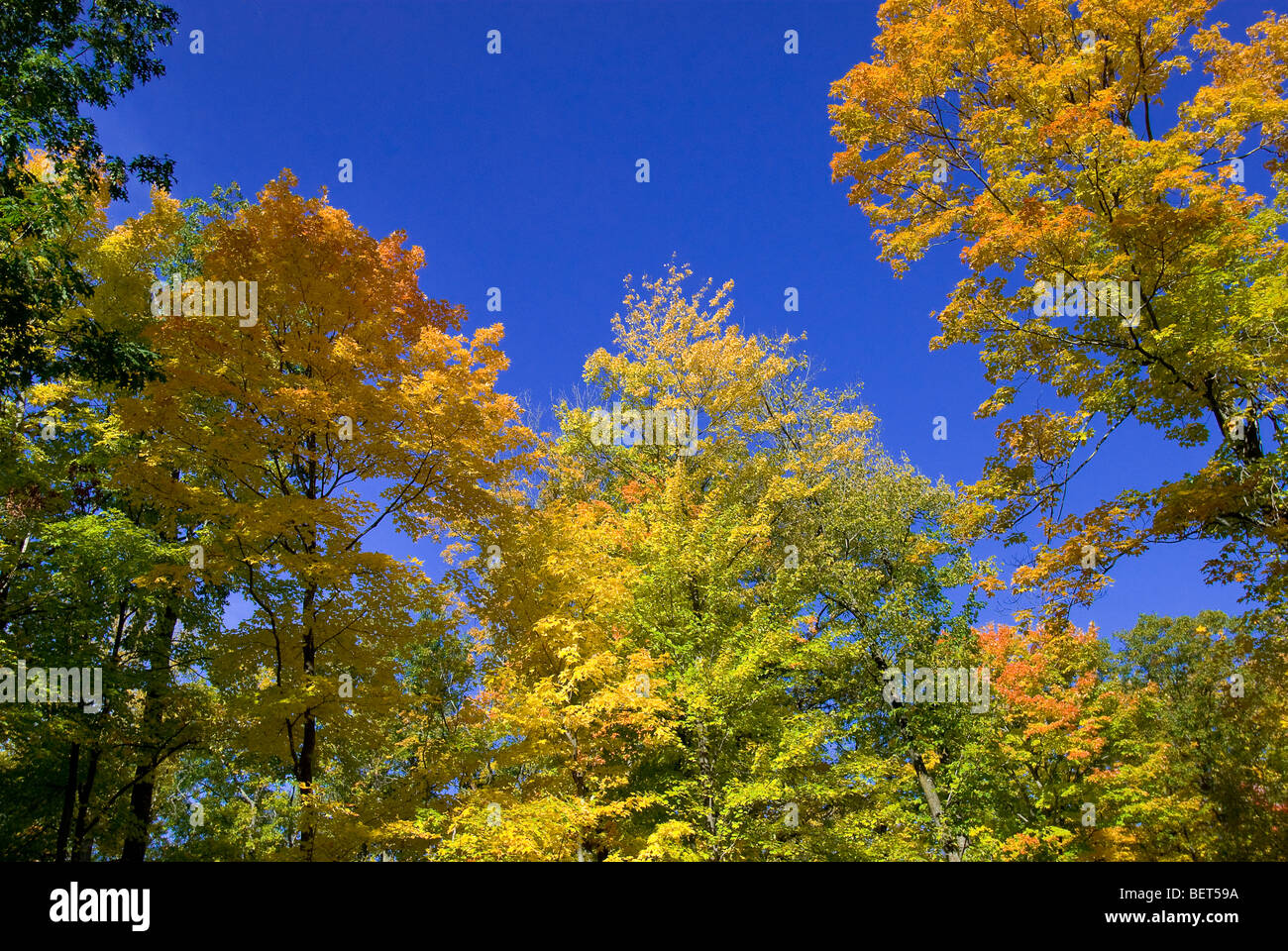 Wisconsin Fall Tree Colors Beauty of fall colors hi-res stock photography and images - Alamy
