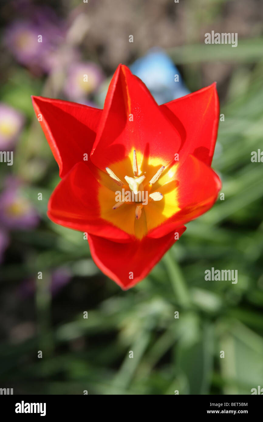 Overhead view of a bright red and yellow tulip in full bloom within a ...