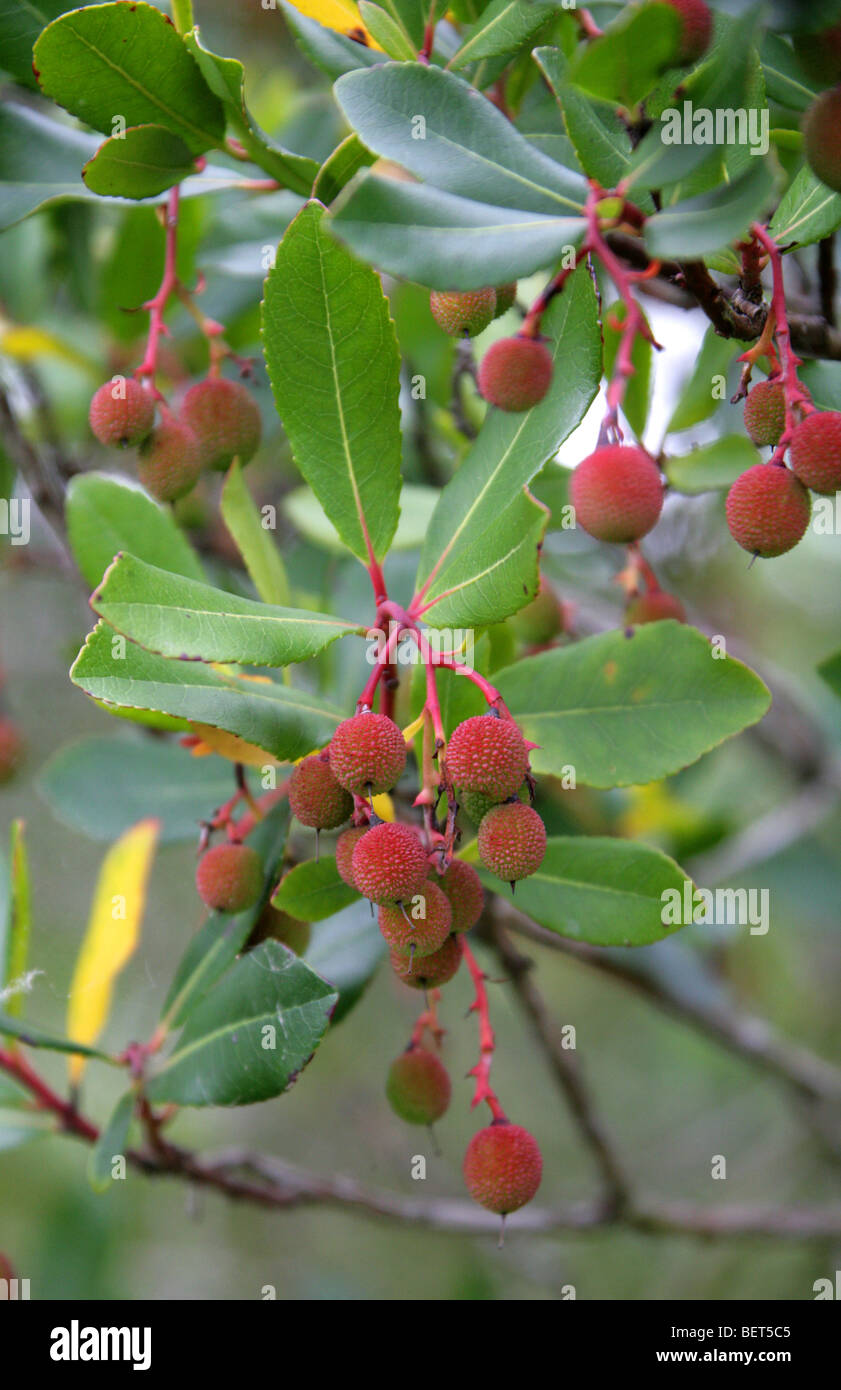 Arbutus, Killarney Strawberry Tree, Strawberry Madrone, Strawberry Tree, Strawberry-Tree, Arbutus unedo f. rubra, Ericaceae. Stock Photo