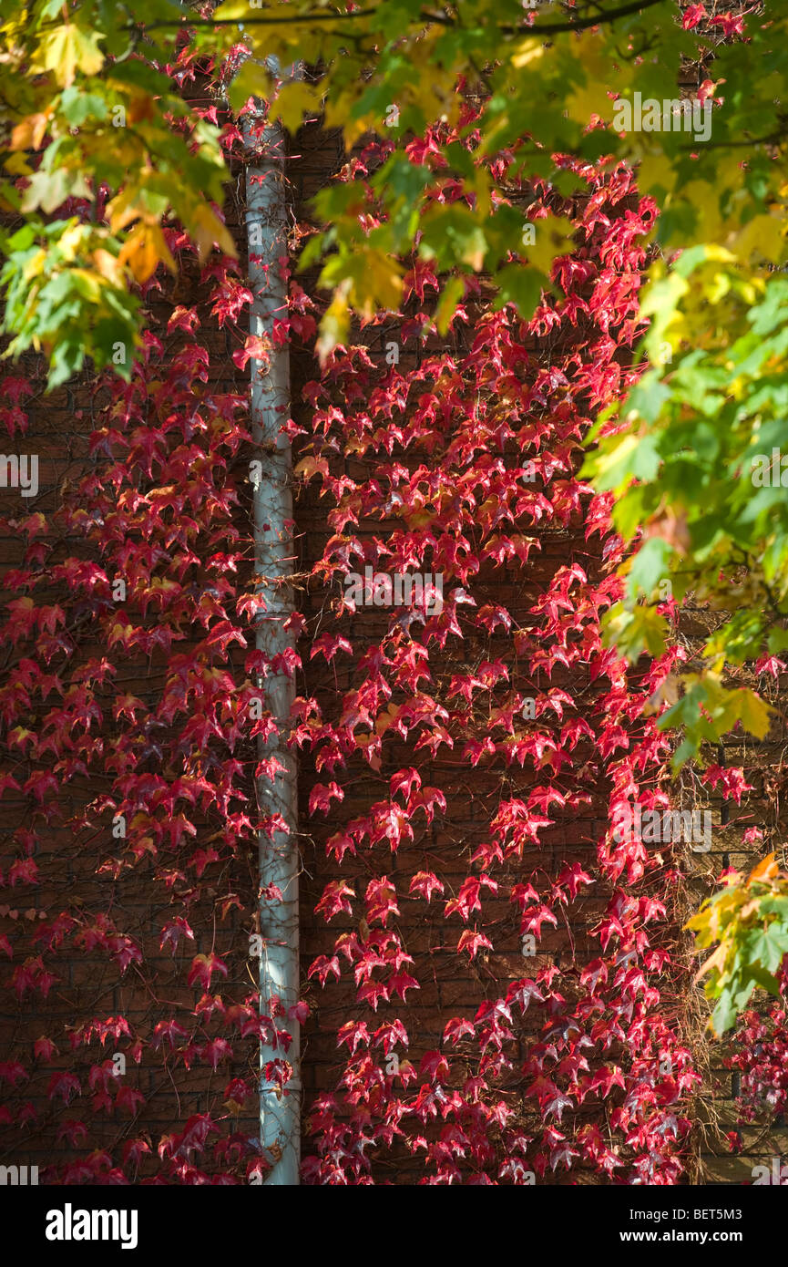 Rich Autumn colours of Red, Gold and Green blaze in the low afternoon Sun Stock Photo