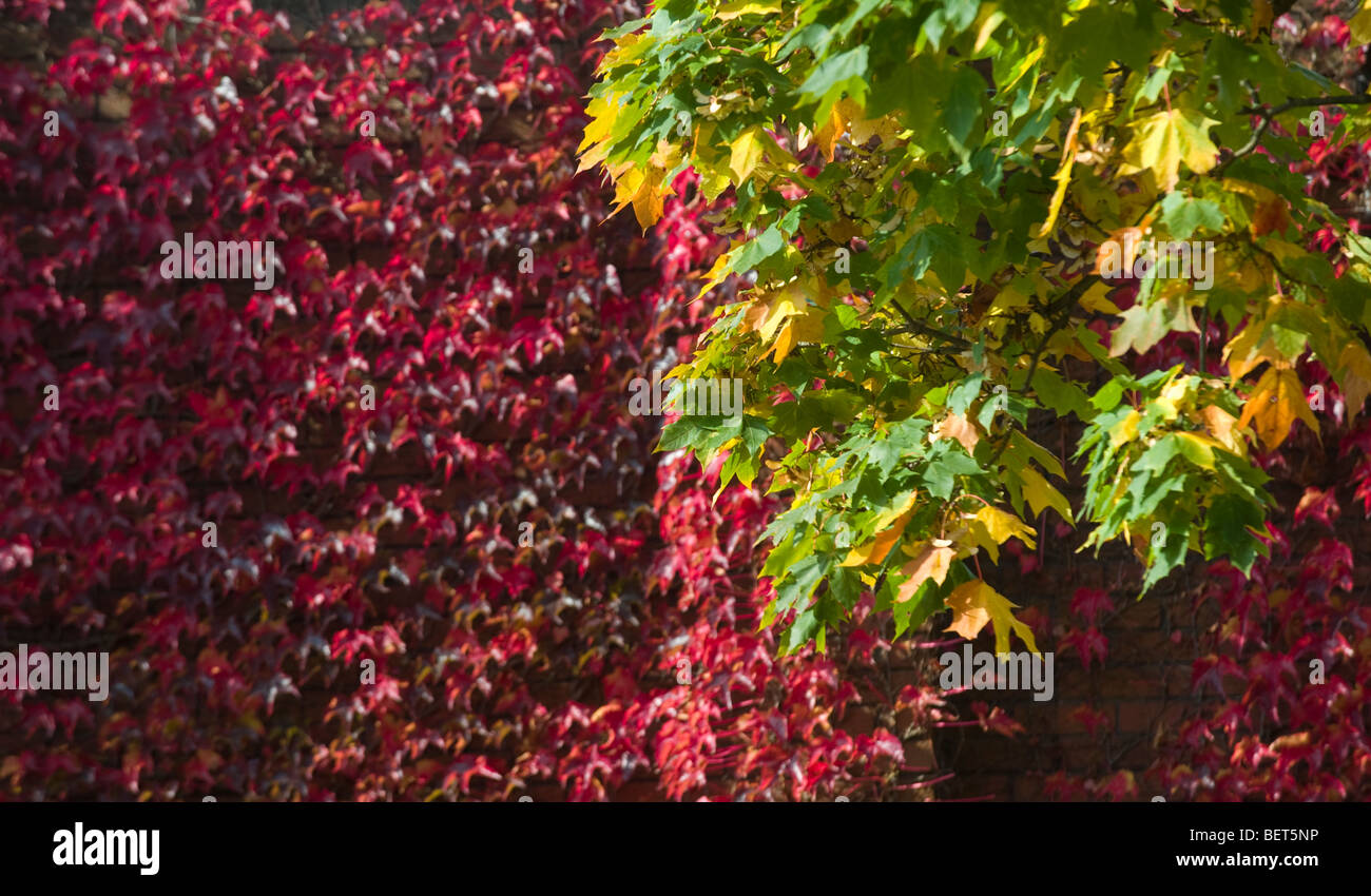 Rich Autumn colours of Red, Gold and Green blaze in the low afternoon Sun Stock Photo