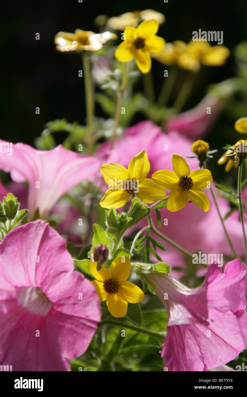 Yellow Bidens in full bloom with pink Cosmos flowers out of focus in the background. Stock Photo