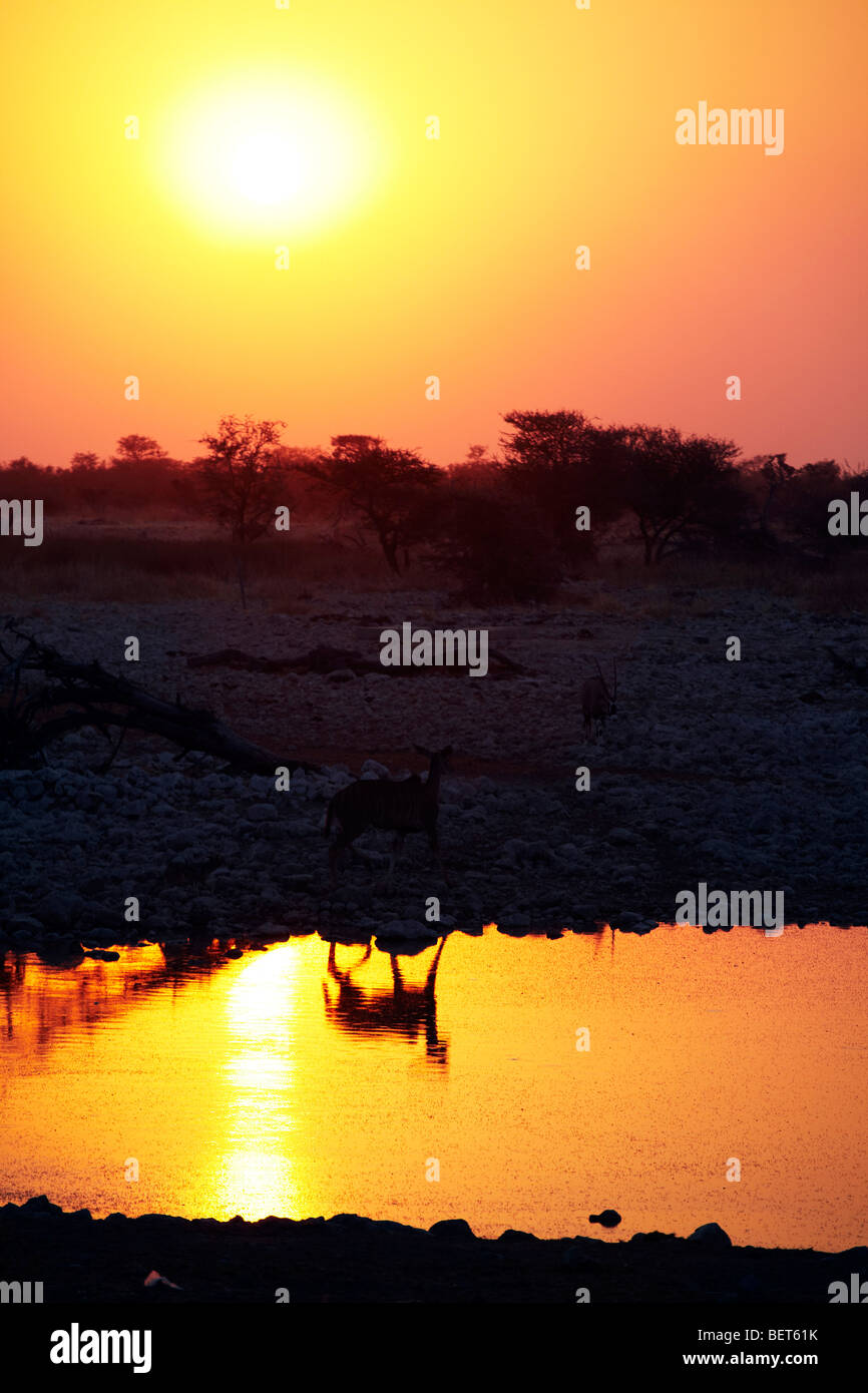 Antelope at watering hole Etosha National Park Namibia Stock Photo