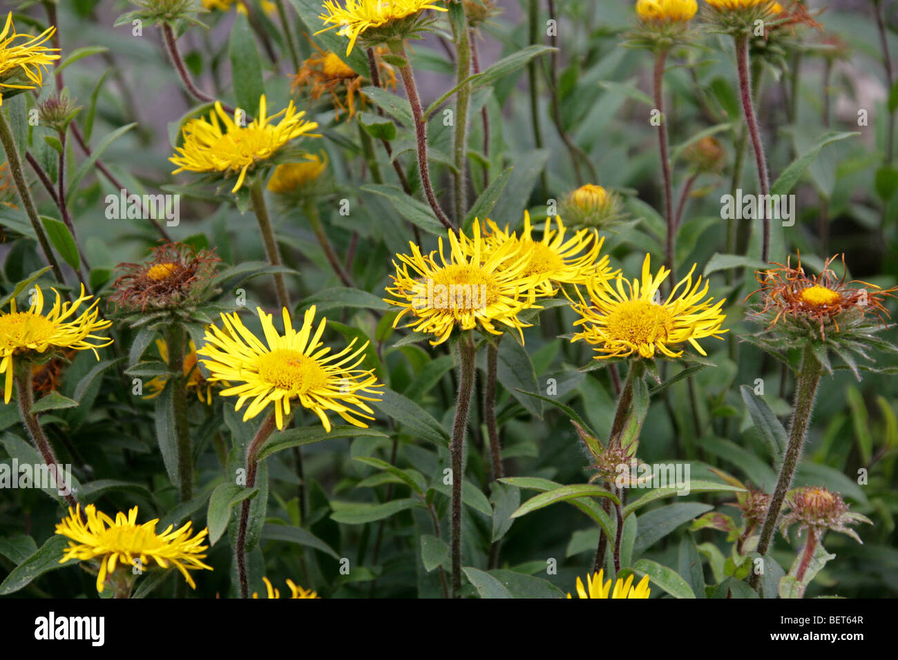 Slender-Leaved Elecampagne, Narrow-Leaved Inula, Swordleaf Inula, Inula ensifolia, Asteraceae, Europe, Temperate Asia Stock Photo