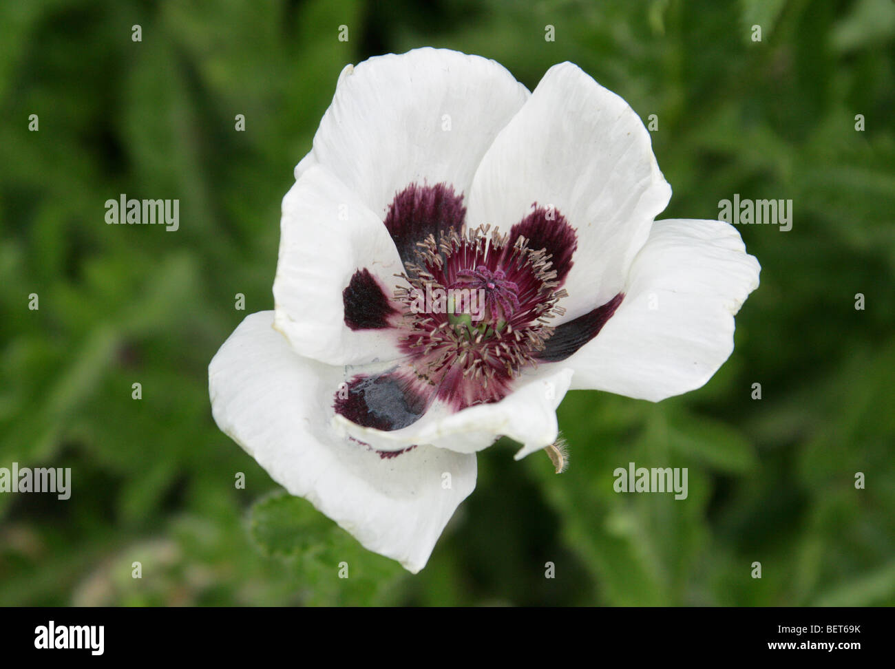 Oriental Poppy, Papaver orientale 'Black & White', Papaveraceae Stock Photo