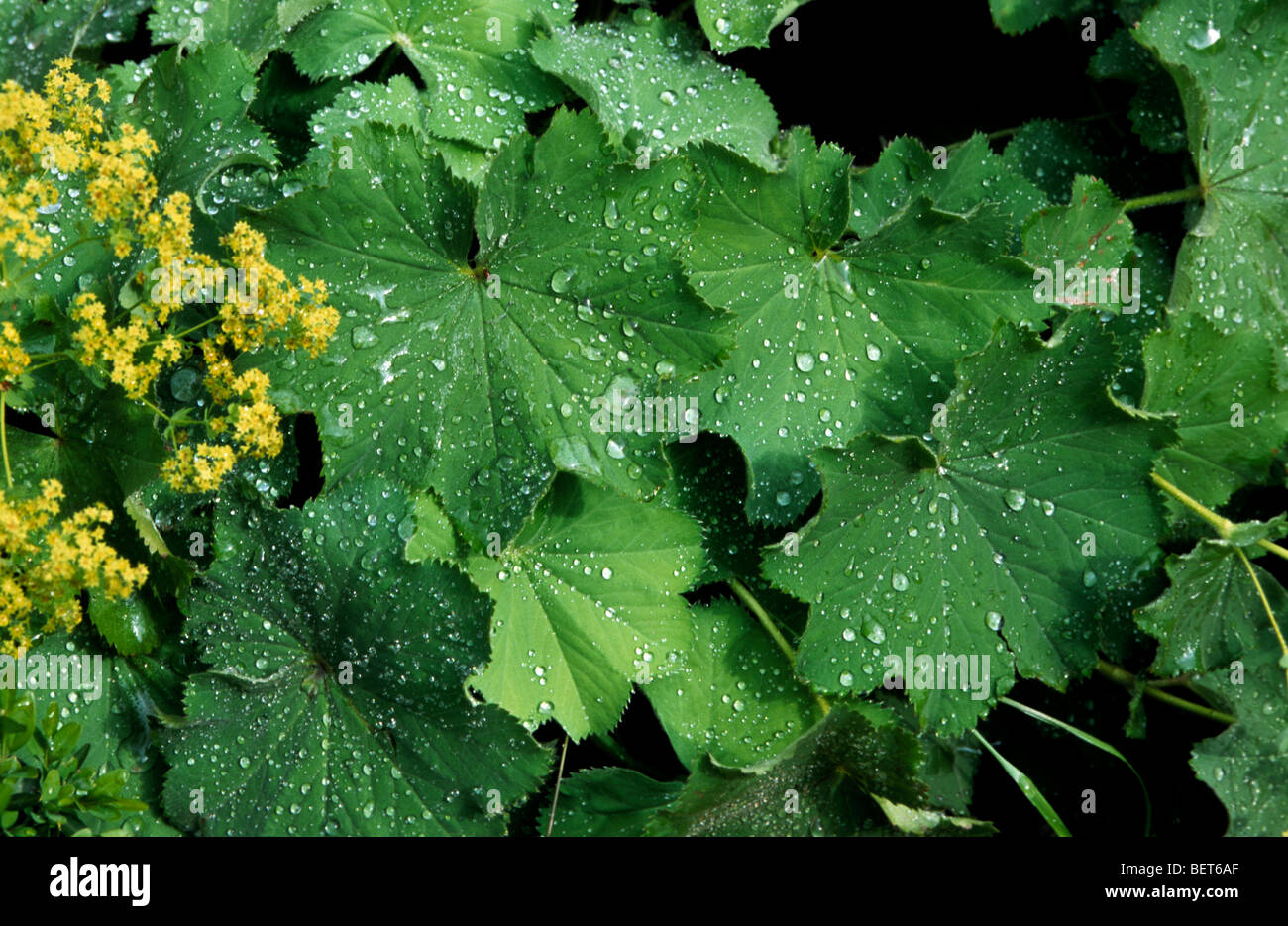 Common lady's mantle (Alchemilla vulgaris / Alchemilla acutiloba) in flower Stock Photo