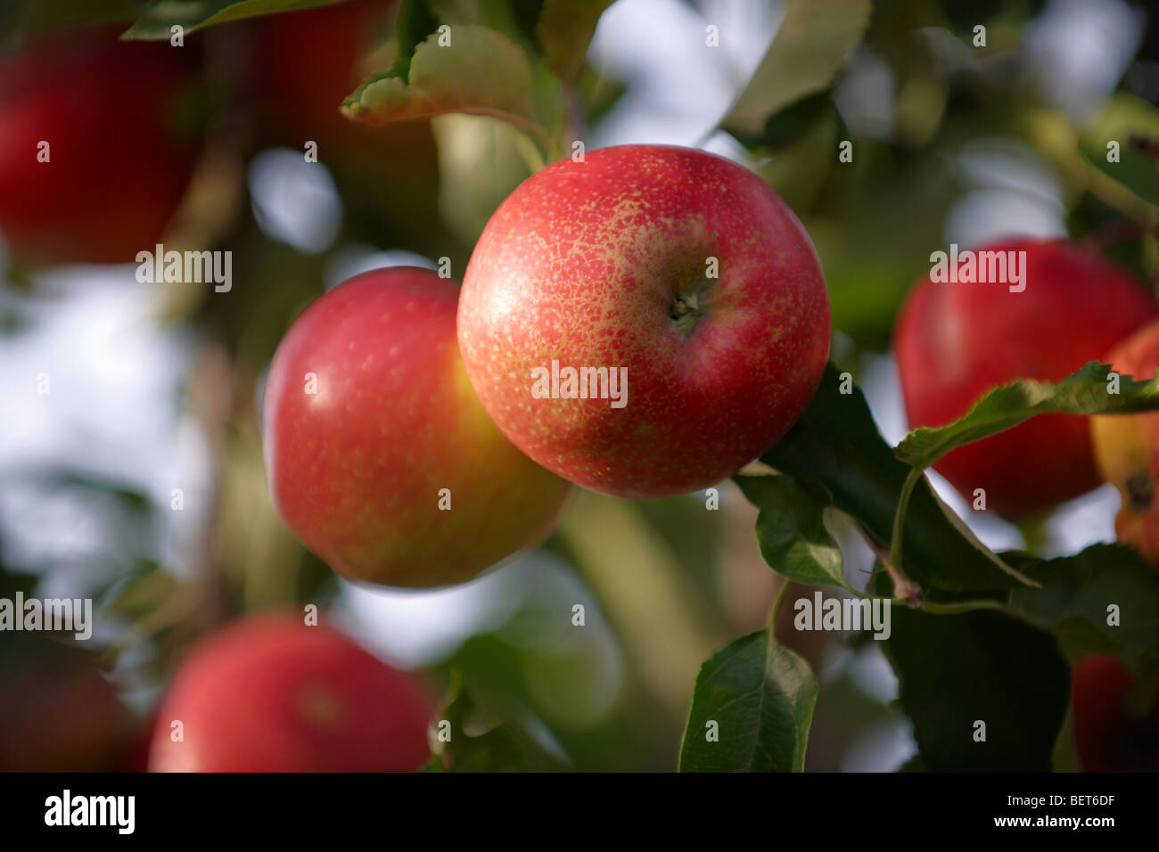 Fresh organic red apples on an apple tree Stock Photo