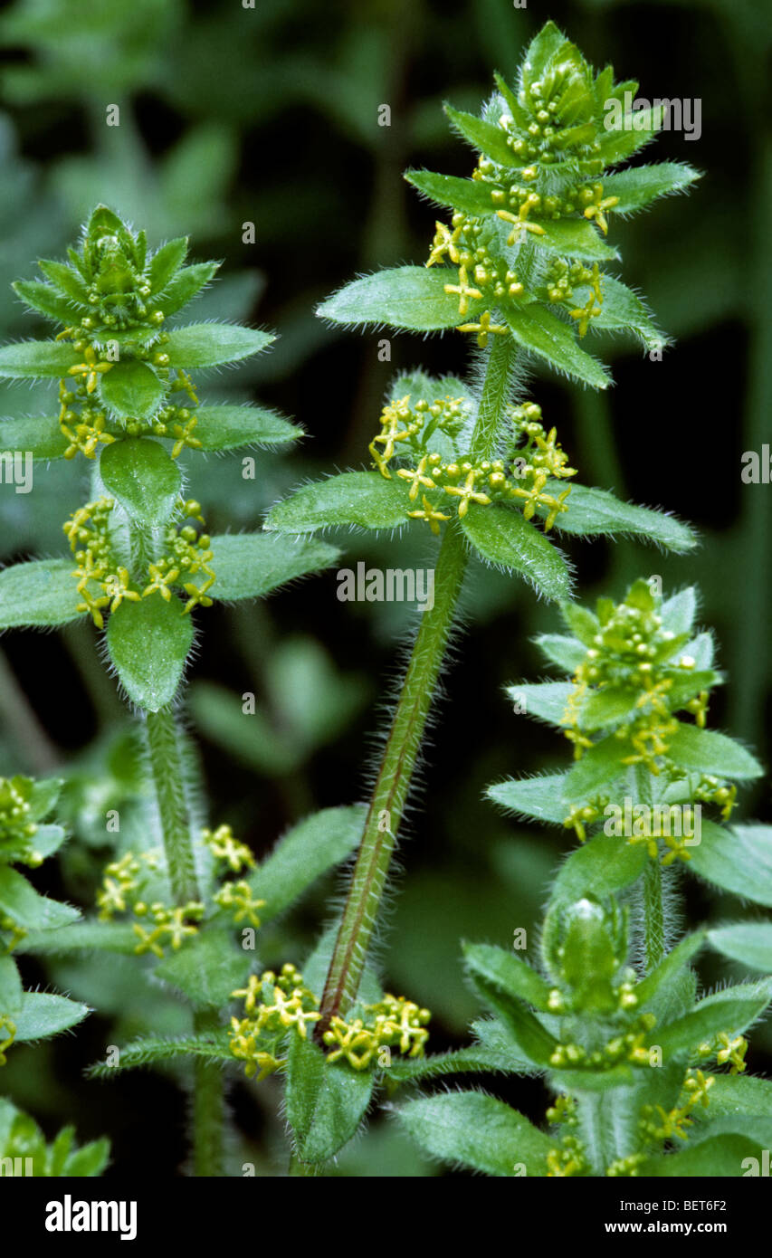 Crosswort / smooth bedstraw (Cruciata laevipes / Galium cruciata) in flower Stock Photo