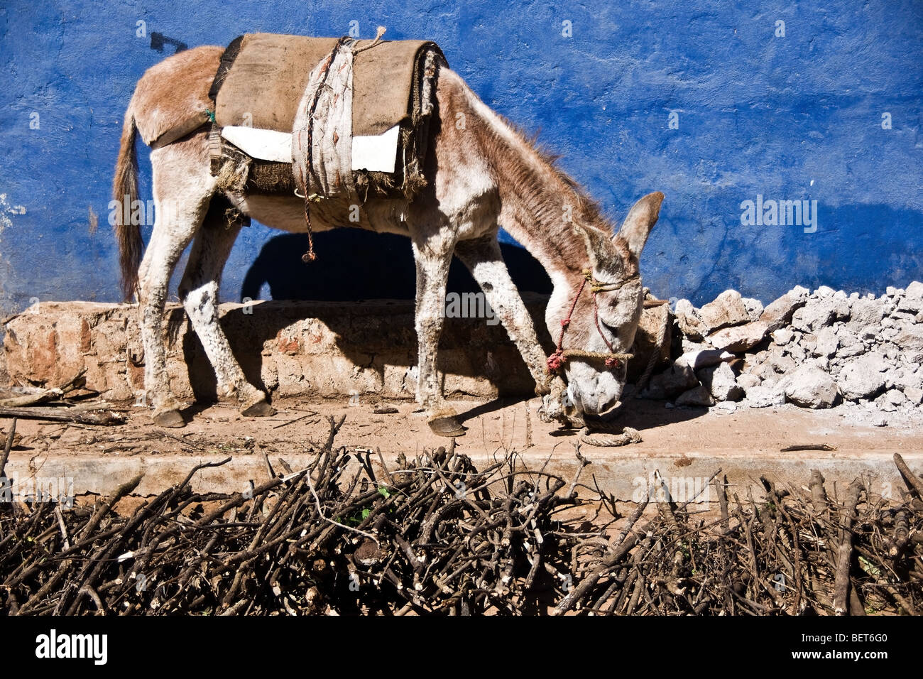 Mexico burro rural village Stock Photo