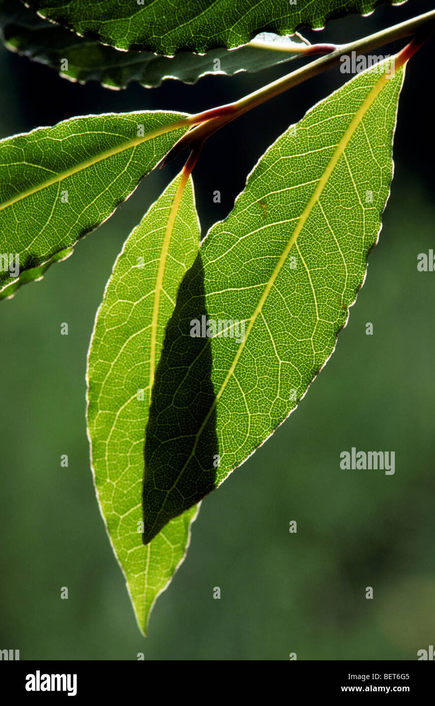 Bay laurel / Sweet bay (Laurus nobilis) leaves Stock Photo Alamy