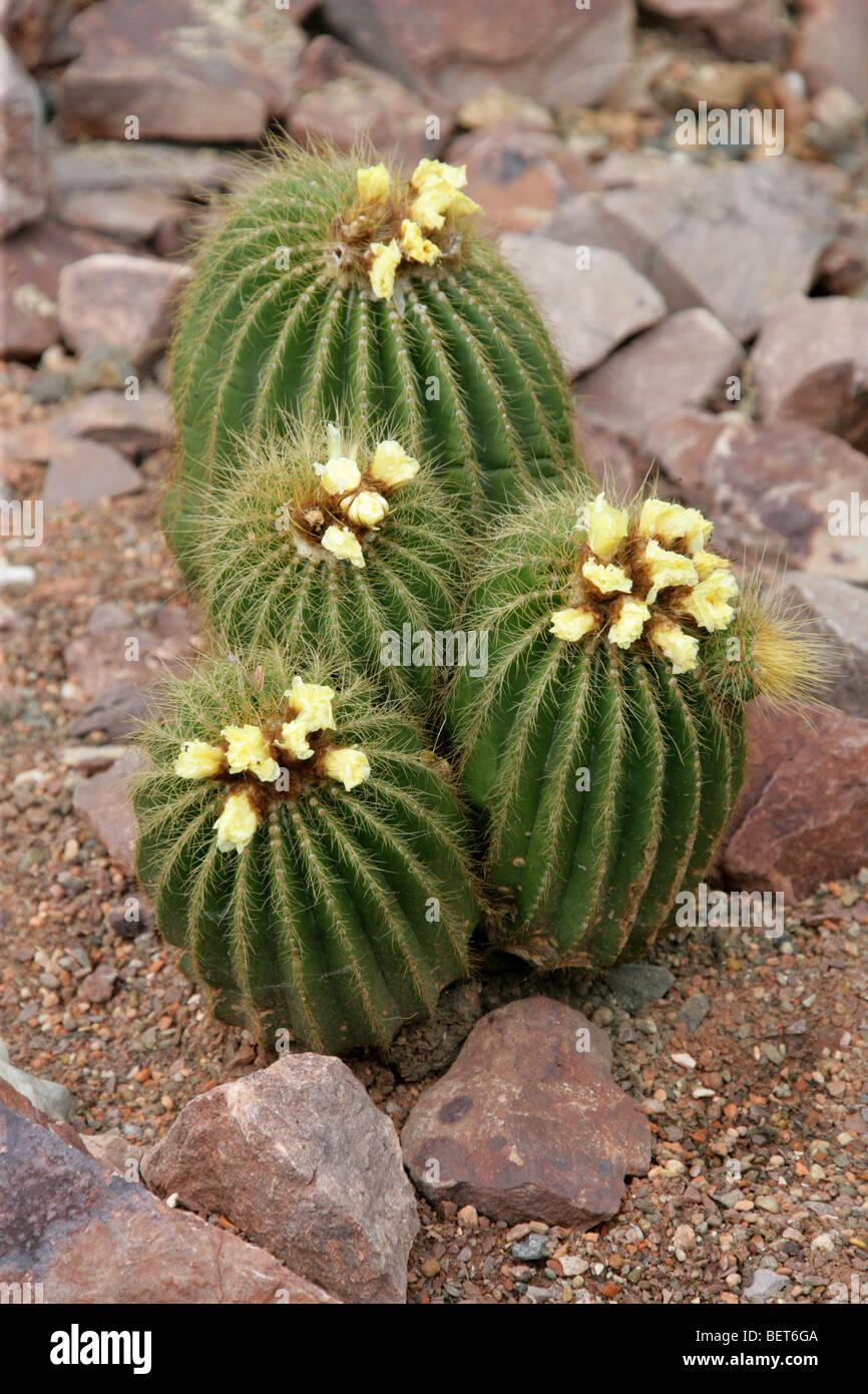 Parodia magnifica, Cactaceae, Southern Brazil, Uruguay, South America Stock Photo