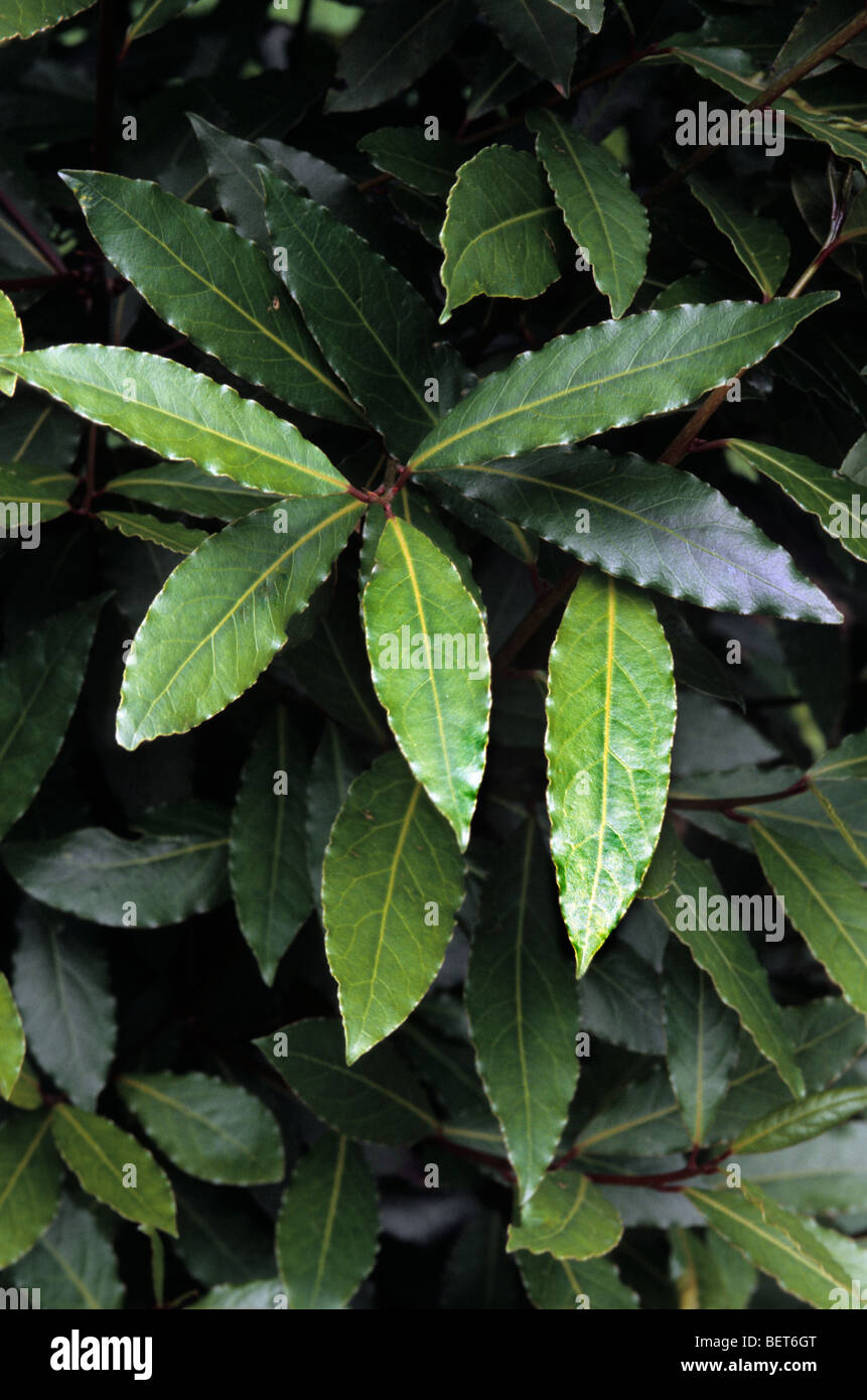 Bay laurel / Sweet bay (Laurus nobilis) leaves Stock Photo Alamy