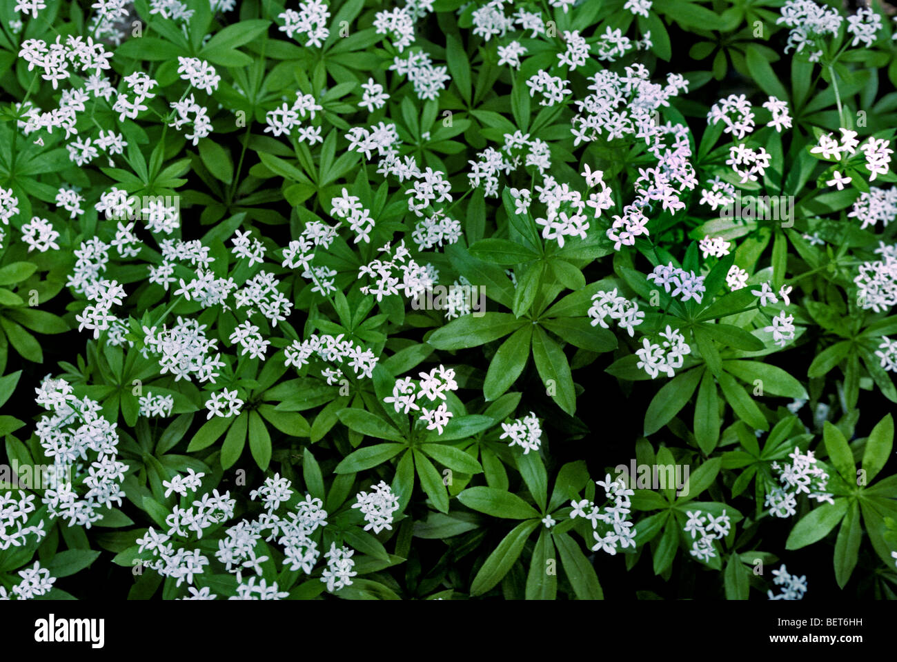 Sweet woodruff / wild baby's breath / master of the woods (Galium odoratum / Asperula odorata) in flower Stock Photo