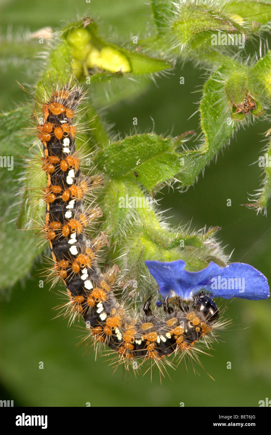 Jersey Tiger Moth Caterpillar Hi res Stock Photography And Images Alamy jersey-tiger-moth-caterpillar-hi-res-stock-photography-and-images-alamy