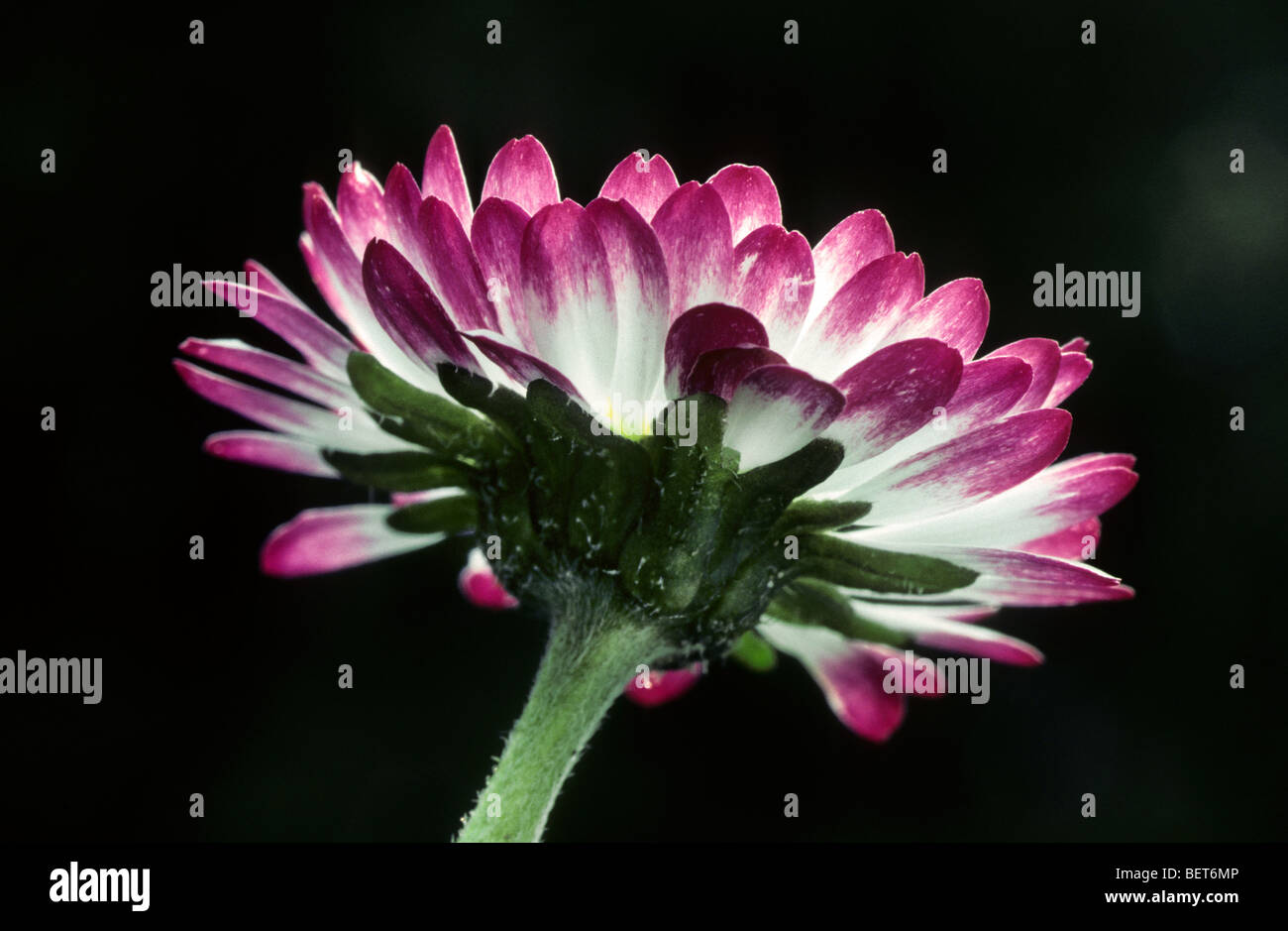 Common daisy / Lawn daisies / English daisy (Bellis perennis) in flower Stock Photo