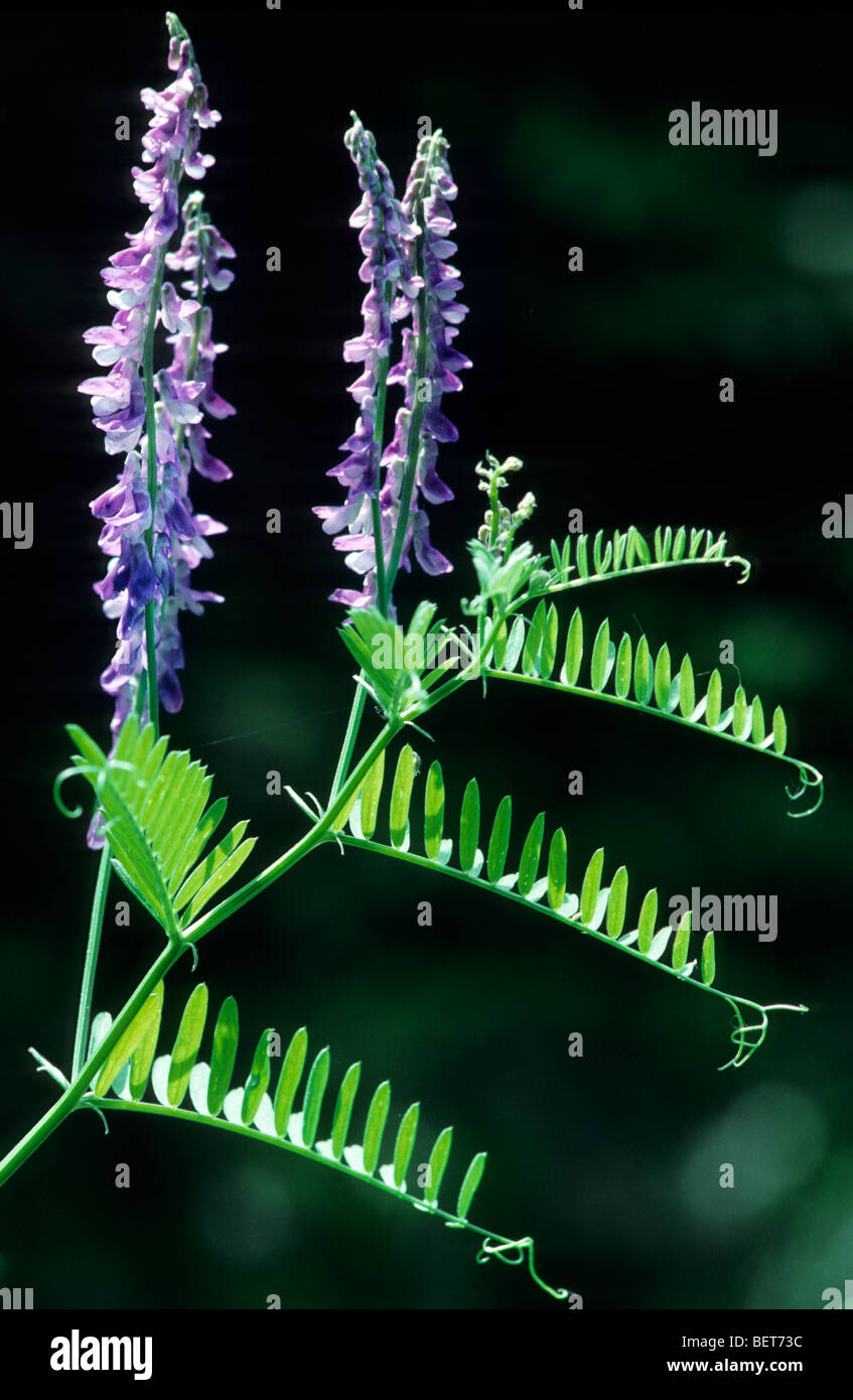 Tufted vetch / cow vetch / bird vetch / boreal vetch (Vicia cracca) in