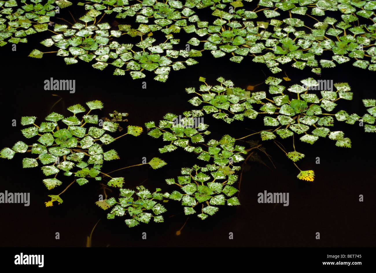 Water chestnut /  water caltrop (Trapa natans) leaves floating in pond Stock Photo