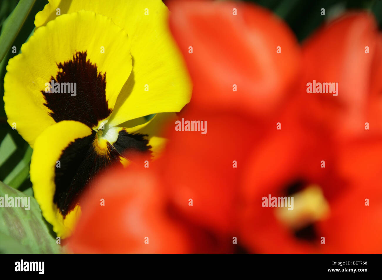 Yellow and black Pansy flower with red and black tulip out of focus in the foreground. Stock Photo