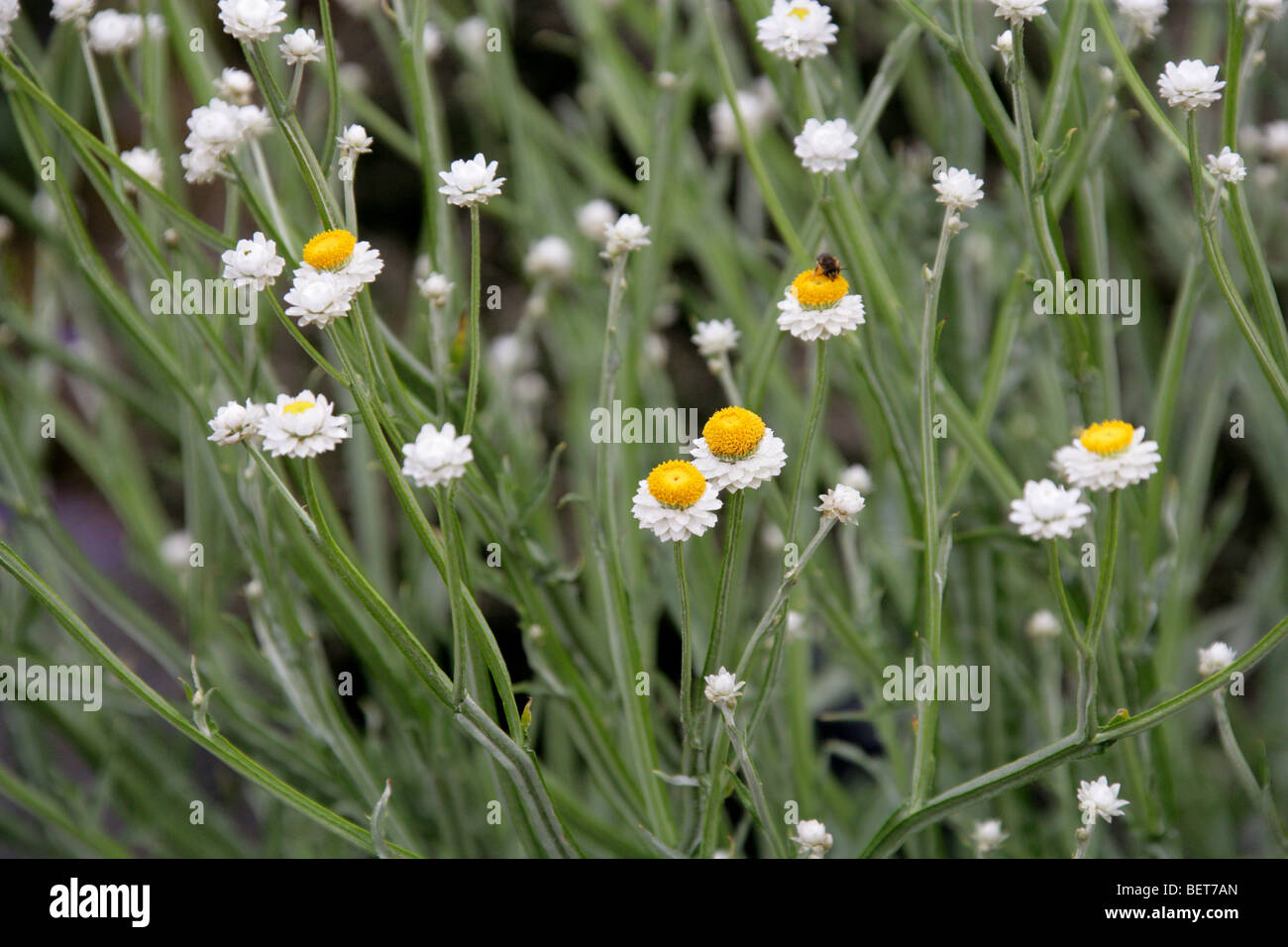 Winged Everlasting, Ammobium alatum, Asteraceae, Eastern Australia Stock Photo