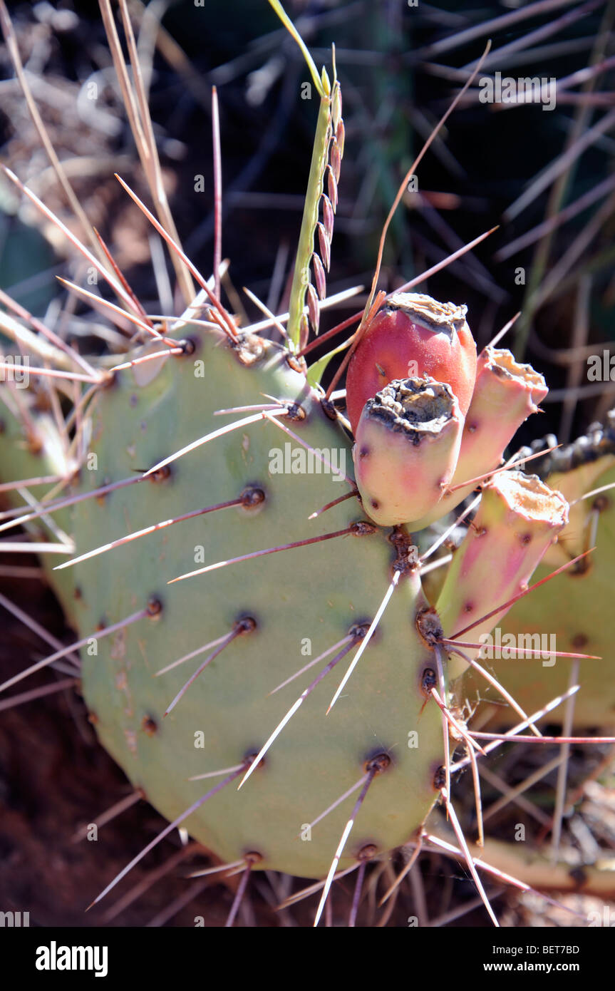 Opuntia - Prickly pear cactus with fruit Stock Photo