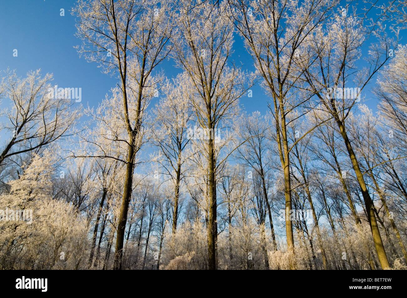 Branches of trees in broad-leaved forest in freezing winter cold covered in white frost / hoarfrost on sunny day Stock Photo