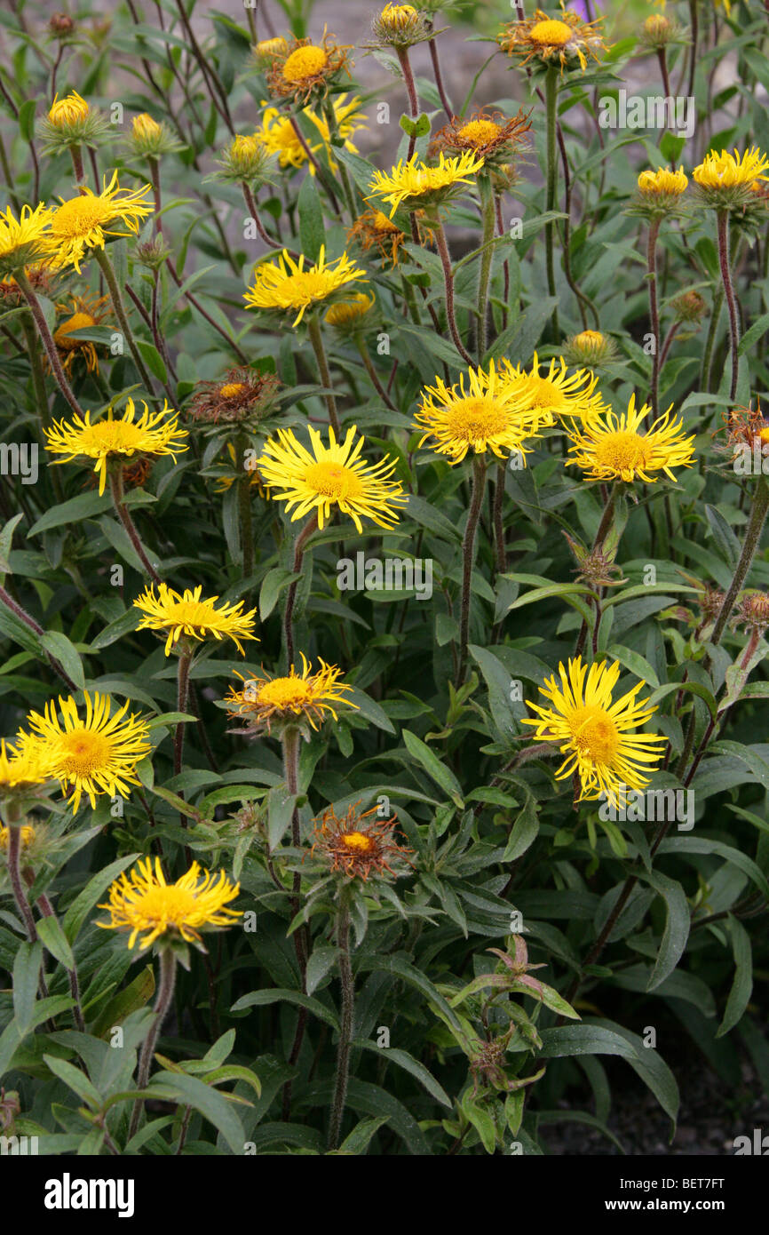 Slender-Leaved Elecampagne, Narrow-Leaved Inula, Swordleaf Inula, Inula ensifolia, Asteraceae, Europe, Temperate Asia Stock Photo