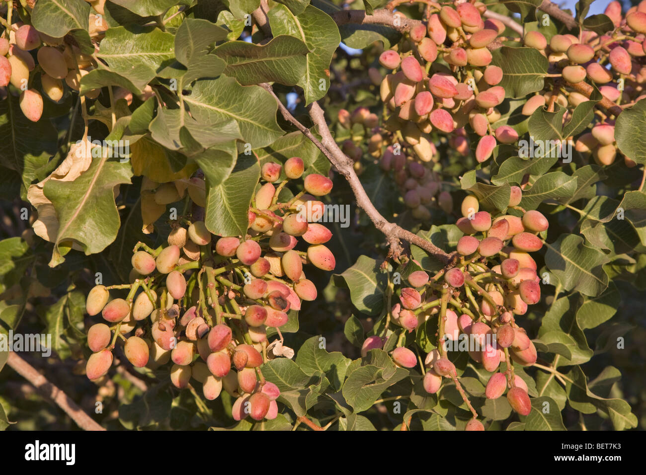 Pistachio Nuts maturing on branches 'Pistachio vera'. Stock Photo