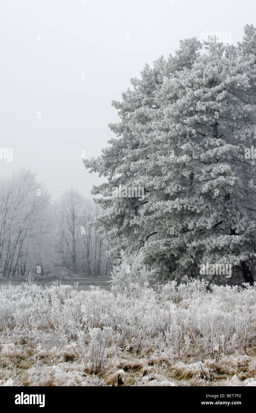 Branches of pine trees in mixed forest in freezing winter cold covered in white frost / hoarfrost, Belgium Stock Photo