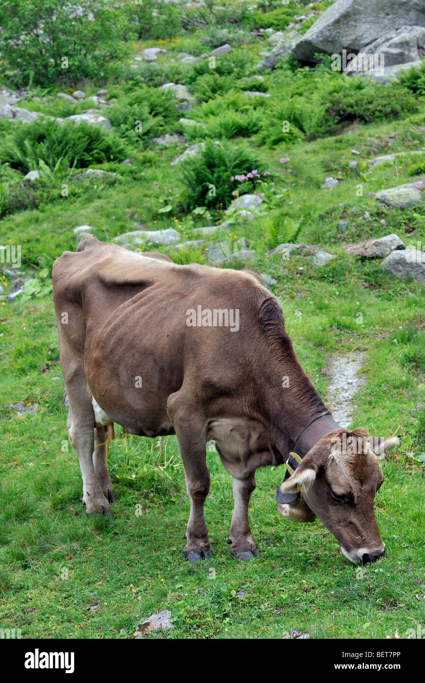 Brown Alpine cow (Bos taurus) with cowbell grazing in the Swiss Alps, Switzerland Stock Photo