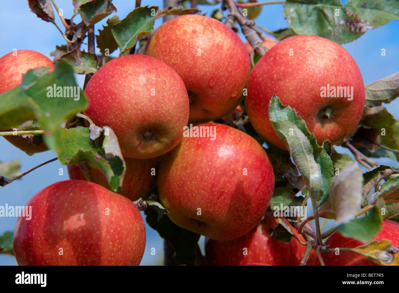 Fresh red apples on an apple tree in an orchard Stock Photo