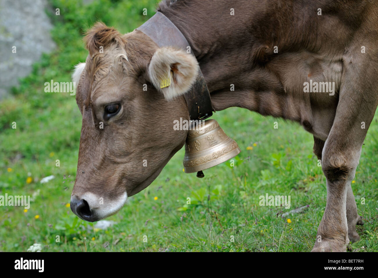 Close up of brown Alpine cow (Bos taurus) with cowbell grazing in the Swiss Alps, Switzerland Stock Photo