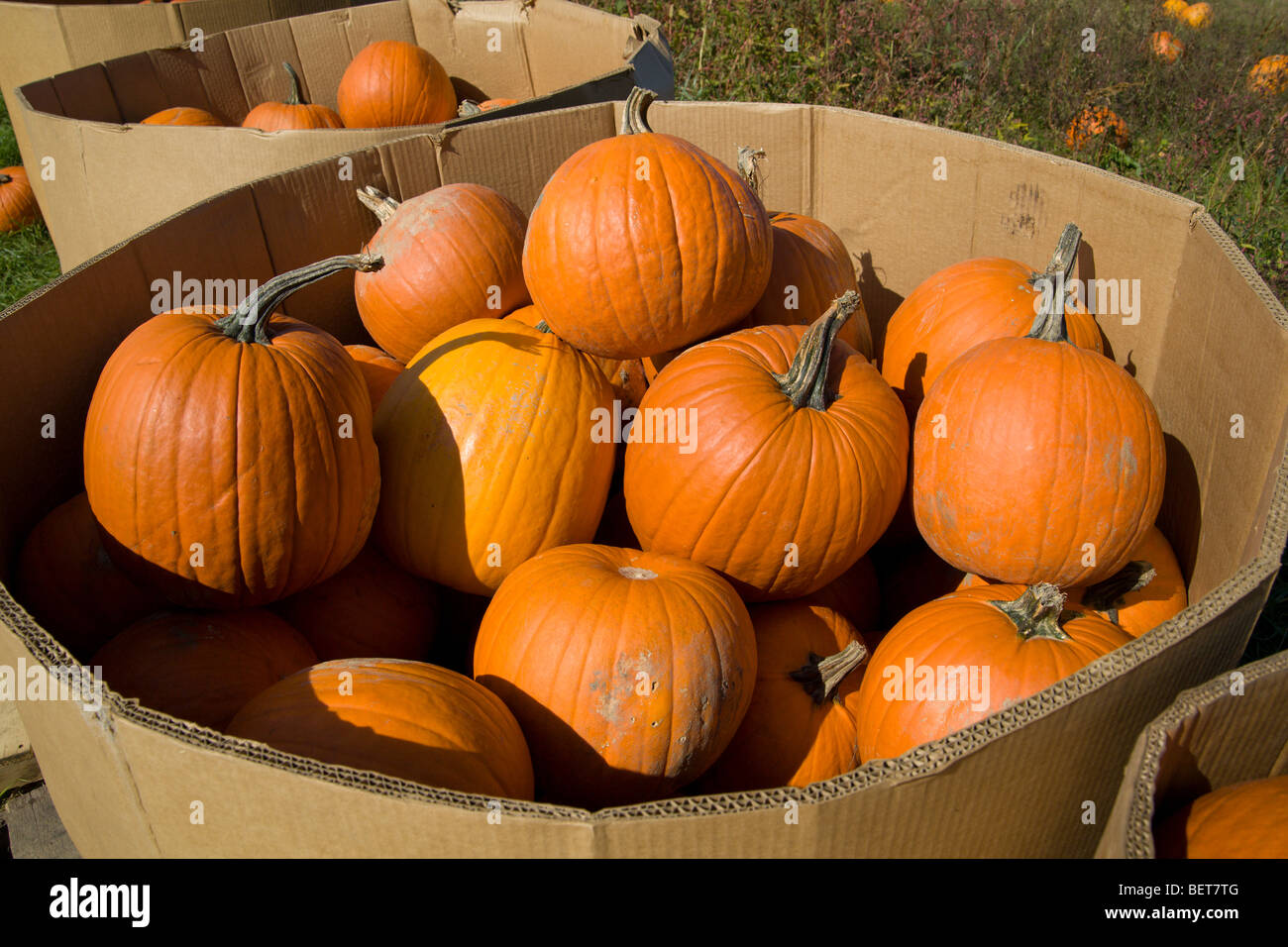 Pumpkins in cardboard bins in pumpkin patch. Stock Photo