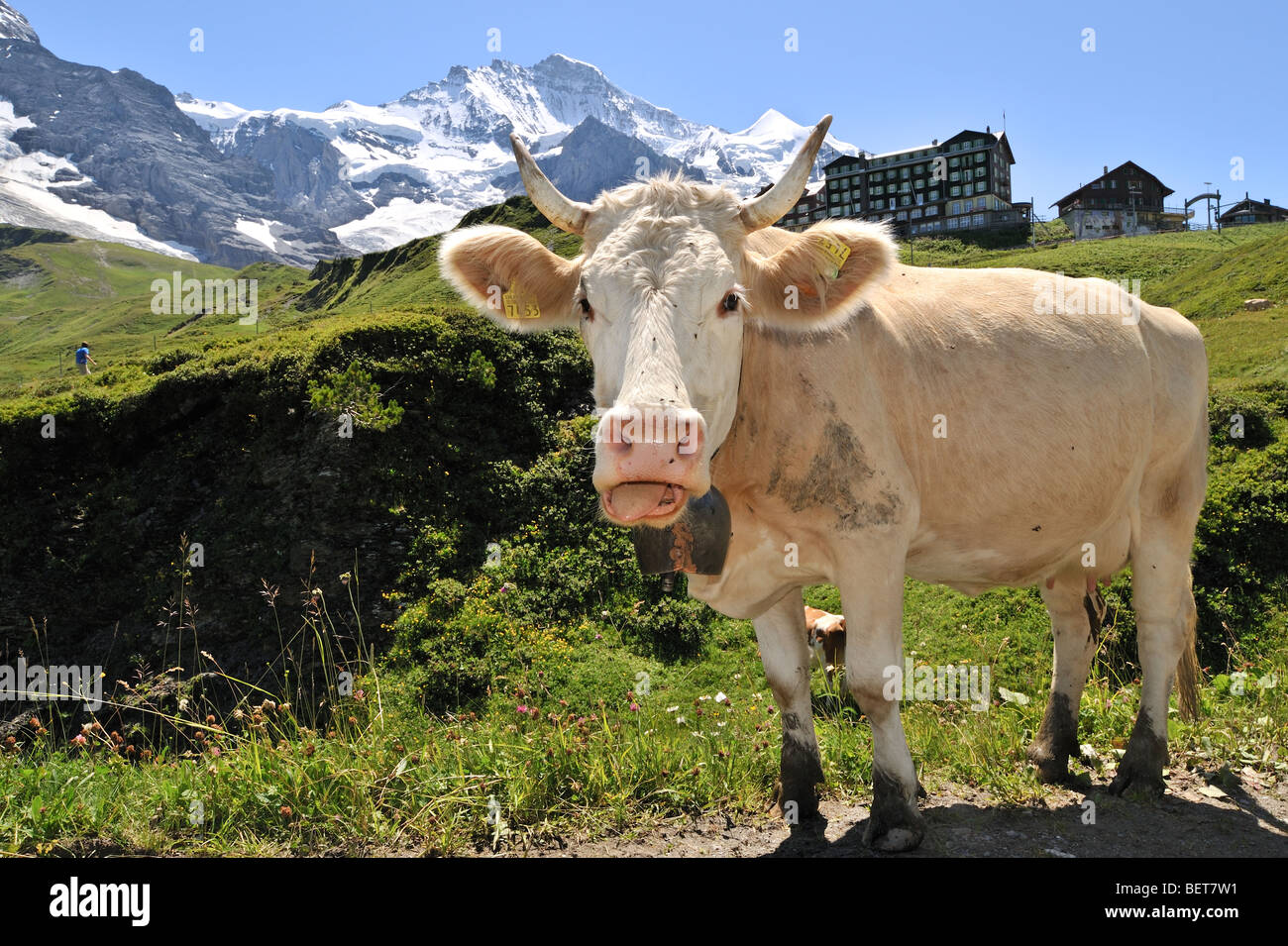 Alpine cow (Bos taurus) with cowbell in meadow, Swiss Alps, Switzerland Stock Photo