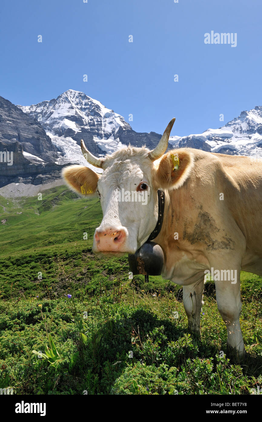 Brown Alpine cow (Bos taurus) with cowbell in meadow, Swiss Alps, Switzerland Stock Photo