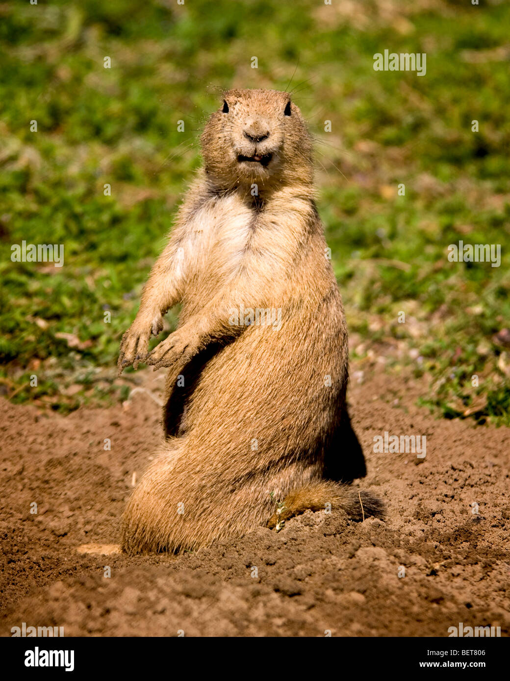 Close-up prairie dog in Devil's Tower, Wyoming, USA Stock Photo