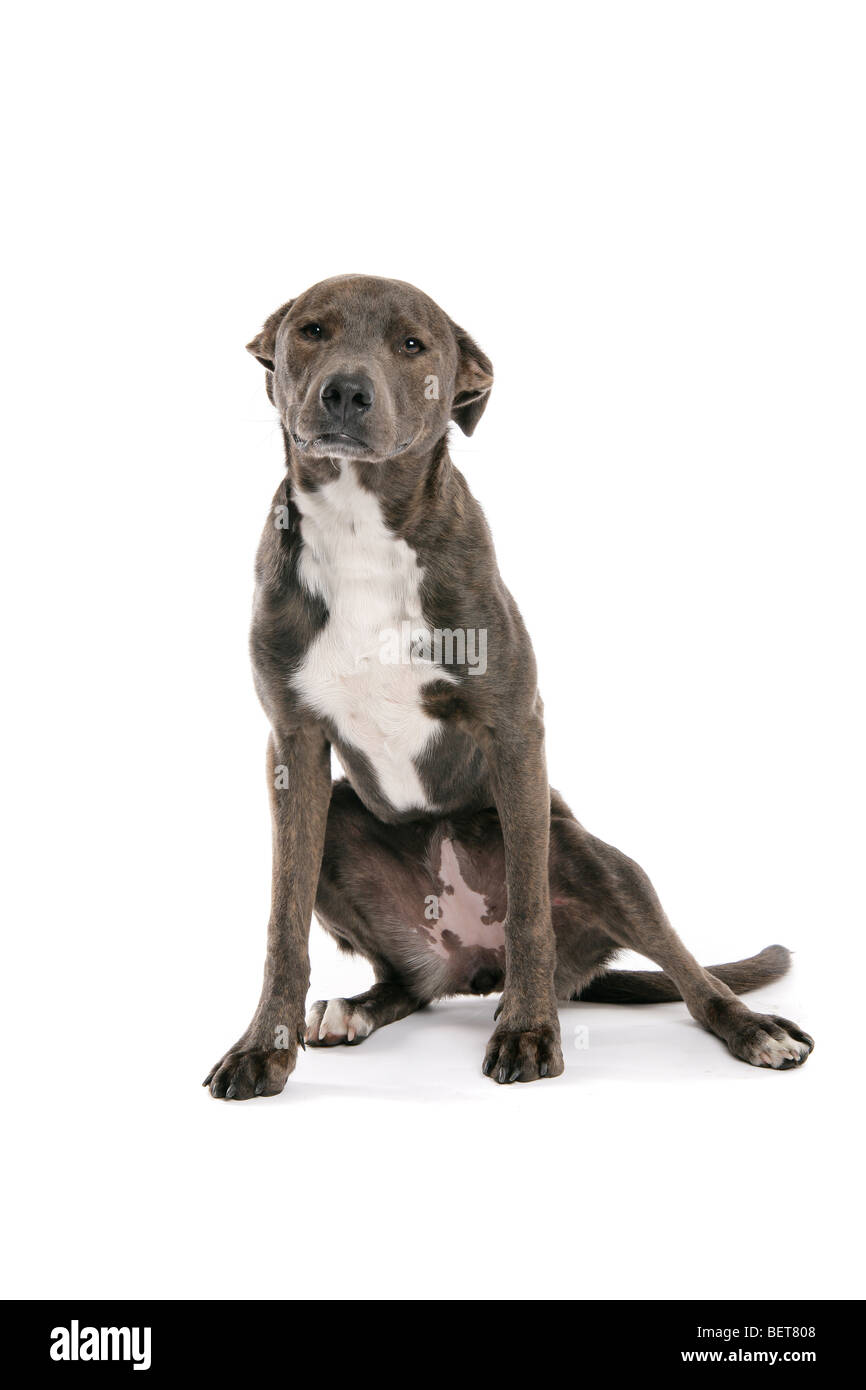 A sad brown, grey Lurcher dog sitting on its hind legs on a white background. Stock Photo